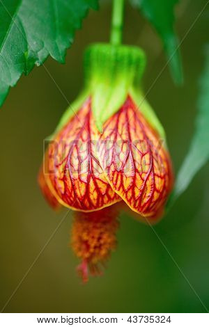 Schöne Blume Abutilon hautnah