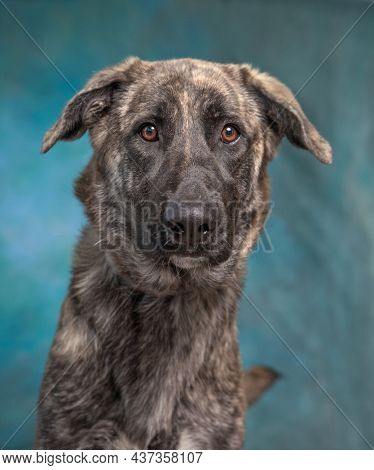studio shot of a cute dog on an isolated background 