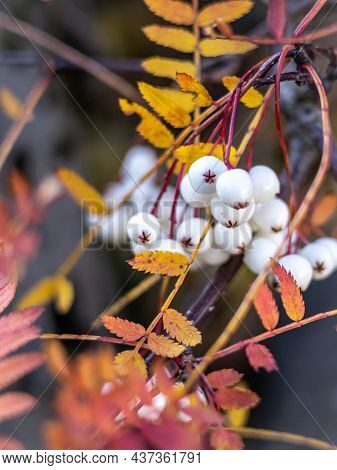 Kashmir Rowan Tree White Berries And Colourful Leaves In Autumn.