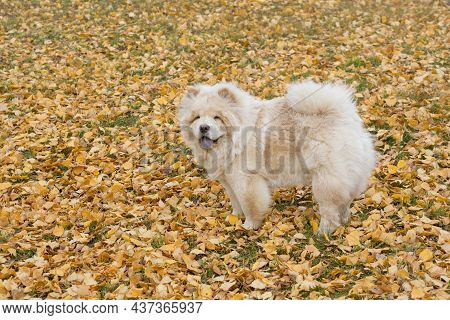 Chow Chow Is Standing On A Yellow Foliage In The Autumn Park. Pet Animals. Purebred Dog.