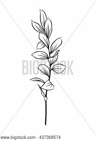 Outlines Of Ruscus Leaves. Vector Isolated Clipart.