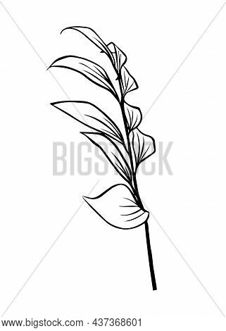 Outlines Of Ruscus Leaves. Vector Isolated Clipart.