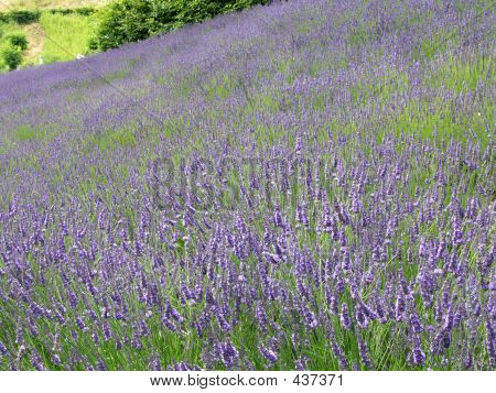 Lavanda