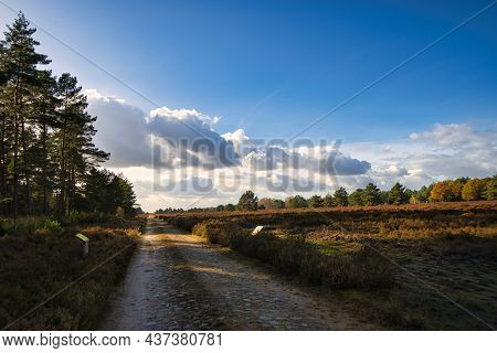 In The Neuruppina Heath. In Autumnal Light Mood. The Foliage Shines In All Autumn Colors