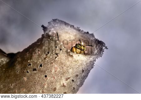 Jatai Stingless Bee Or Angelita Bee (tetragonisca Angustula) At The Wax Entrance To Their Hive In Br