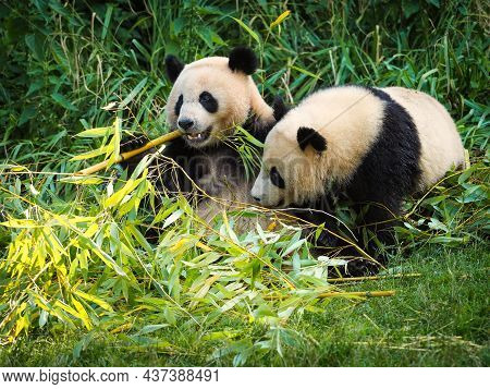 Big Panda Is Eating Bamboo. Species Animal From China. Portrait Of Panda. Animal In Nature. Two Big 