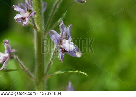Flower Of A Tall Larkspur, Delphinium Exaltatum
