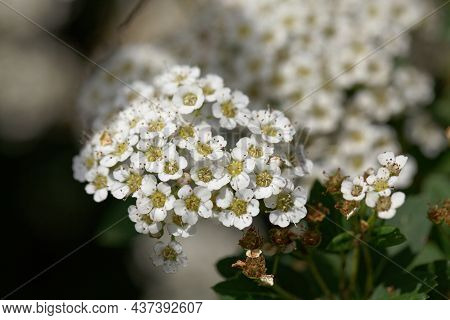Flowers Of The Meadowsweet Spiraea Trichocarpa