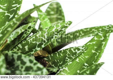 Beautiful Ledebouria Socialis Plant In The Garden