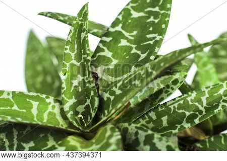 Beautiful Ledebouria Socialis Plant In The Garden