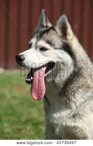 Portret van de Siberische Husky