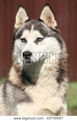 Portret van de Siberische Husky