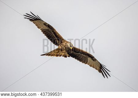 Red Kite (milvus Milvus) Flying In Spanish Pyrenees, Vilagrassa, Catalonia, Spain. April. It Is Resi