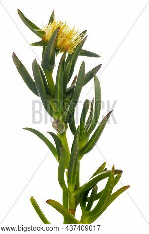 Carpobrotus Edulis Is A Ground-creeper Native To South Africa. Hottentot Fig Is Also Sometimes Calle