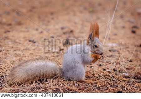 Full-length Portrait Of A Squirrel In A Pine Forest. The Gray-brown, Fluffy Rodent Is Holding Food W