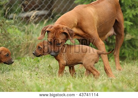 ローデシアン ・ リッジバック雌犬と子犬