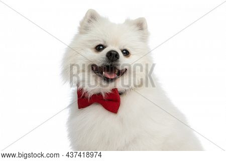 beautiful pomeranian dog feeling happy and wearing a red bowtie against white studio background