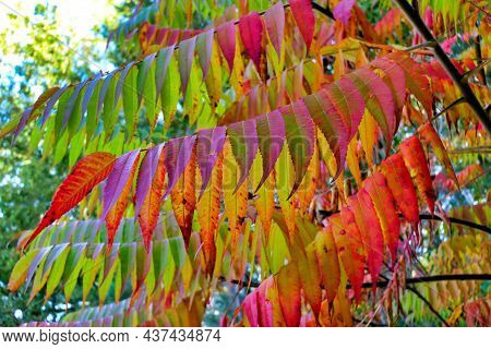 A Vibrant Display Of The Changing Colours Of A Staghorn Sumac Tree (rhus Typhina) In Autumn