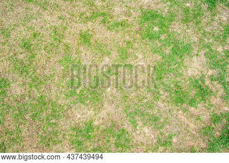 Dry Grass Leaf Change From Green To Dead Brown In A Circle Lawn Texture Background Dead Dry Grass. D