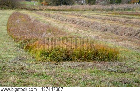 Lawn Uncut In One Half And Regularly Mown To Low Stems In The Other Half. The Mosaic Mowing Of The M