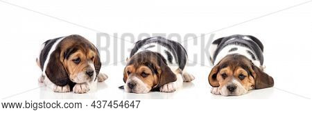 Three exausted doggies lying down isoalted on a white background