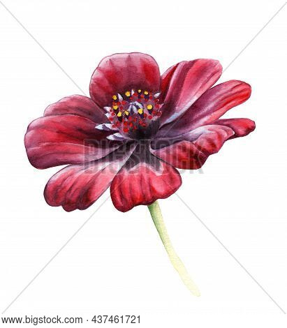 Watercolor Drawing Of A Dark Red Flower - Chocolate Kosmeya Latin Name - Cosmos Atrosanguineus
