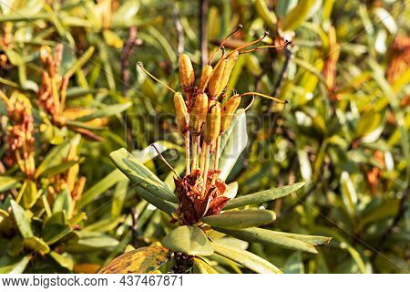 Plants Rhododendron With Stamens Close Up In The Mountains In Fall Botanical Natural Background Copy