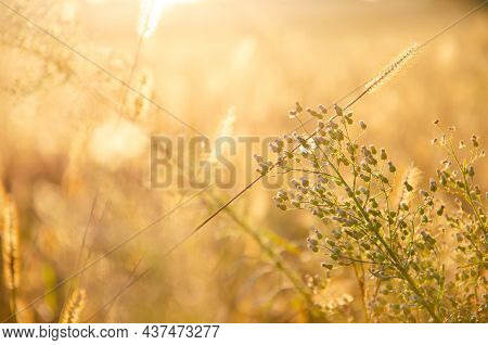Silhouettes Of Dry Plants. Selective Focus Inflorescences Of Dry Grass On Background Of Sunset With 
