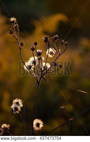 Silhouettes Of Dry Plants On Background Of Sunset. Selective Focus Inflorescences Of Dry Grass With 