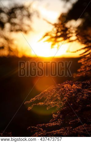 Silhouettes Of Dry Plants On Background Of Sunset. Selective Focus Inflorescences Of Dry Grass With 