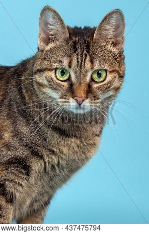 Close Up Portrait Of Short Hair Cat With Green Eyes Looking Right To The Camera Curiously. Tabby Col