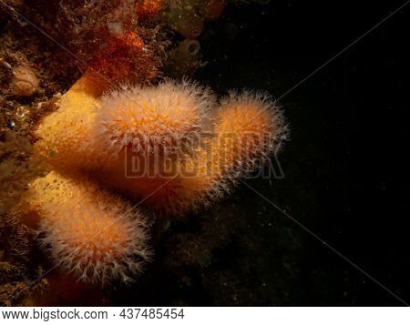 A Closeup Picture Of A Feeding Soft Coral Dead Mans Fingers Or Alcyonium Digitatum. Picture From The