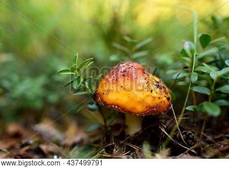 Inedible Mushroom In The Forest. Red Toadstool Poisonous And Fly Agaric Fungi. Danger Toxic Mushroom