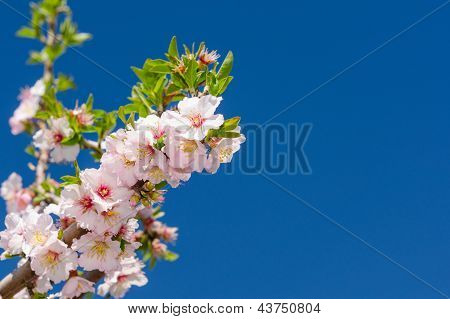 春の束ピンクの花
