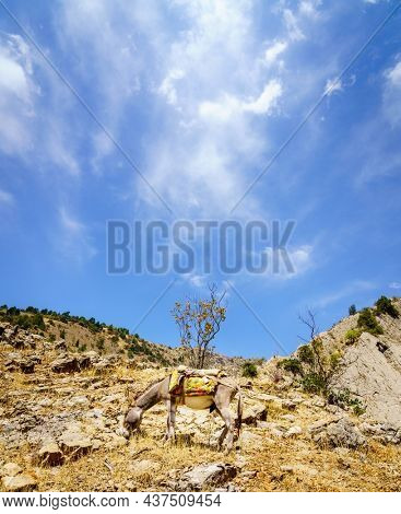 Mule in grazing near a trail in Shirkent National Park in Tajikistan