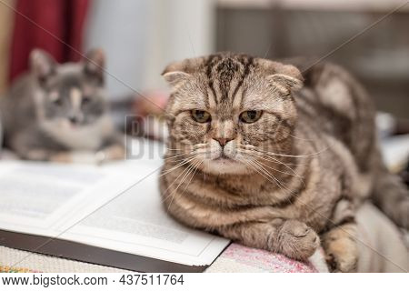 Serious, Worried Scottish Fold Cat Lies On An Open Folder With Documents, A Kitten Is Resting In The