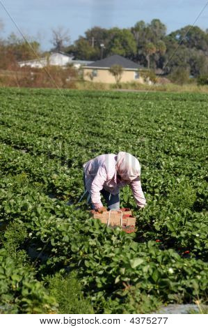 Strawberry Picker Migranten woorkers