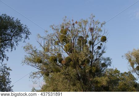 Omela Viscum album growing on a tree.