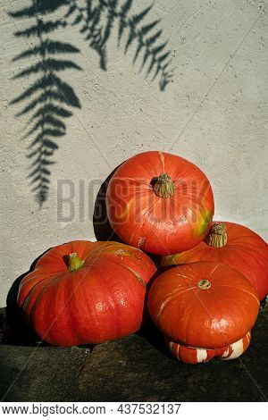 Organic Ripe Potimarron Pumpkins Near The Gray Wall, Autumn And Harvesting Concept, Top View With Co