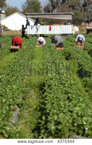 Migrants Woorkers Strawberry Picker
