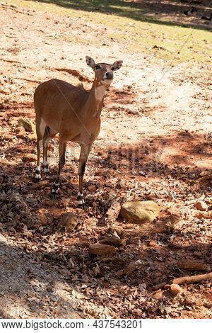 Nilgai Is A Large Asian Antelope Boselaphus Tragocamelus In India.