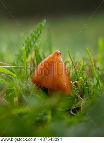 Blackening Waxcap (aka Witch's Hat) Fungi On Sussex Grassland.