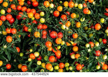 Solanum Pseudocapsicum Or Winter Cherry Plant Or Jerusalem Cherry, Ornamental Plant For Christmas Wi
