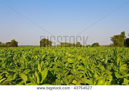 Ferme de Plants de tabac