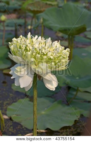 Blomstrende hvid lotus