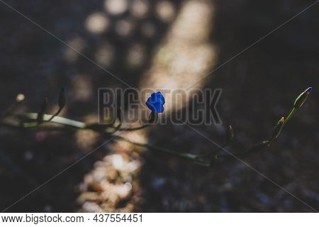 Native Australian Morning Iris Orthrosanthus Multiflorus Plant With Blue Purple Flowers Outdoor In B