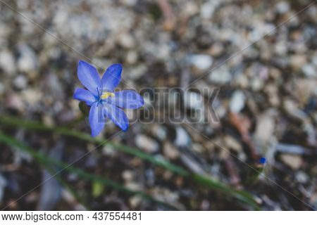 Native Australian Morning Iris Orthrosanthus Multiflorus Plant With Blue Purple Flowers Outdoor Shot