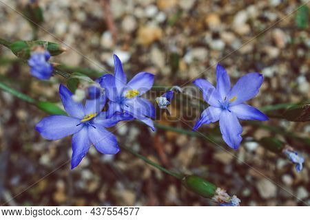 Native Australian Morning Iris Orthrosanthus Multiflorus Plant With Blue Purple Flowers Outdoor Shot