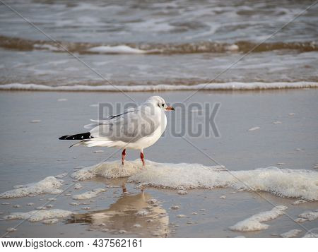 Seagull Walking Along The Seashore. Seagull Standing On The Sandy Beach Of The Sea. High Quality Pho