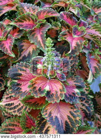 Colorful Coleus Or Painted Nettle Leaves And Pretty Flowers